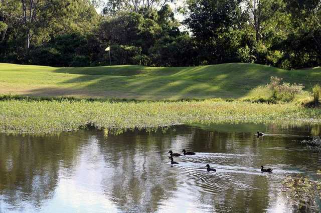 Virginia Golf Club ducks