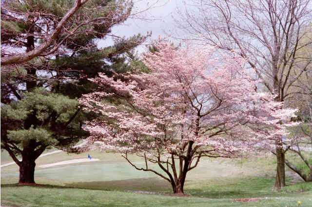 Metropolis Country Club