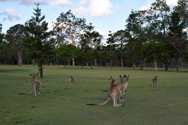 Kangaroos at Gailes Golf Club