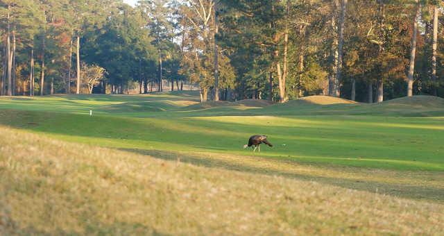 Sea Trail Golf Resort - The Rees Jones Golf Course