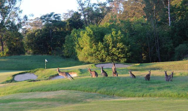 A view of a well protected hole at Gangarru Course from Riverside Oaks Golf Club