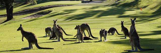 A view from Cardinia Beaconhills Golf Links.
