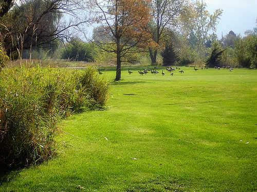 A view from Executive at Mick Riley Golf Course