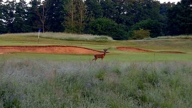 Deer at Hurtmore Golf Club.