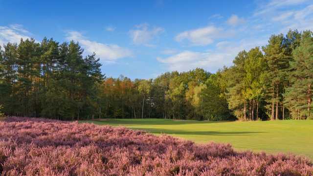 The tree-lined and bunker protected 2nd green at Tilgate Forest Golf Centre.
